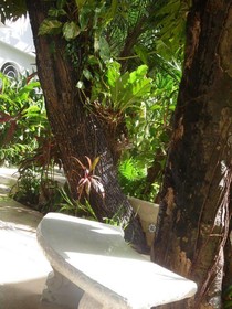 Tropical Casablanca