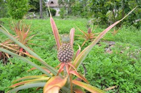 Casa Cenote Popol Vuh