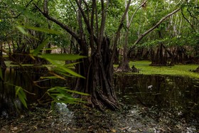 Casa Cenote Popol Vuh