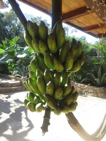 Casa Mango