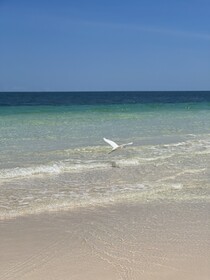 Libelula Tulum