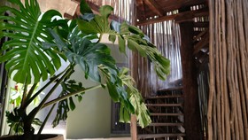 Loba Tulum Male Only