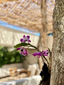 Orchid House Tulum