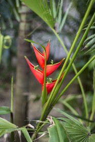 Orchid House Tulum