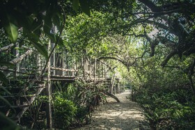 Roc Jungle Tulum