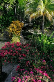 Margarita del Sol Costa Maya