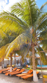 Cabanas Frida