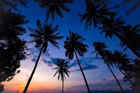 The Coconut Beach Villa