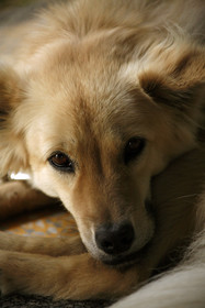 Bon Ton Antique Wooden Villas