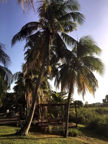 Bon Ton Antique Wooden Villas