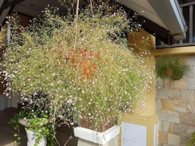 D feringghi and Restaurant