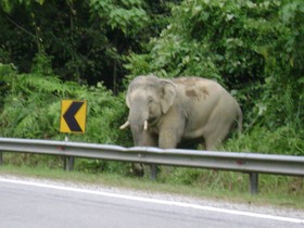 Belum Rainforest Resort