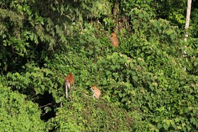 Borneo Natural Sukau Bilit Resort