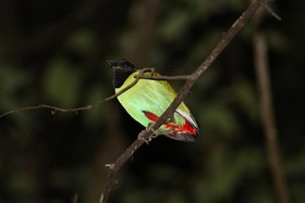 Borneo Natural Sukau Bilit Resort