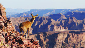 Canyon Lodge