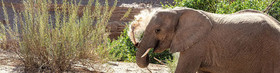 Twyfelfontein Tented Camp