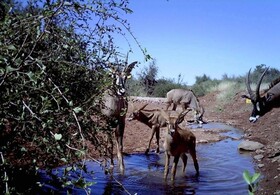 Africa Safari Lodge