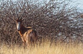 Africa Safari Lodge