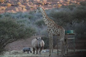 Africa Safari Lodge