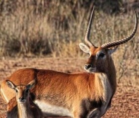 Africa Safari Lodge