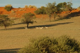 Bagatelle Kalahari Game Ranch
