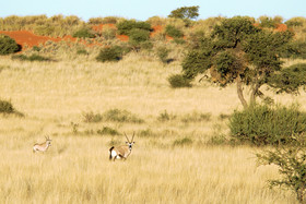 Kalahari Anib Lodge