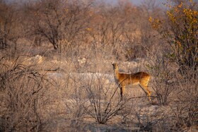 Etosha Trading Post