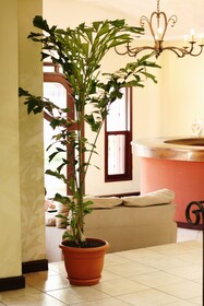 Nesthost Hotel Los Robles