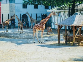 Boutique Hotel Synopsis