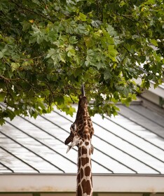 Quentin Zoo hotel