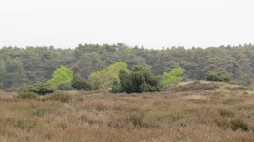 't Zwanemeer