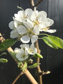 Saenliefde