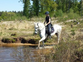 Horsetellerie Rheezerveen