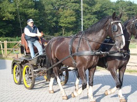 Horsetellerie Rheezerveen