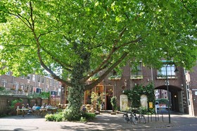 De Plataan