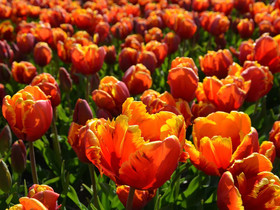 Authentic Jutters House