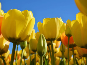 Authentic Jutters House