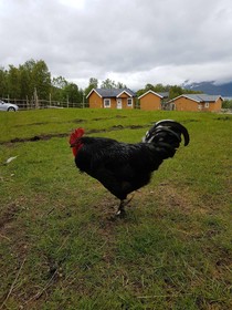 Yggdrasiltunet
