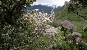 Petrines Gjestgiveri