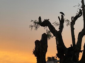 Birds Nest Hostel