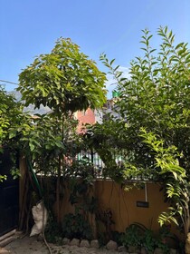 Mums Homestay & Studio Apartments