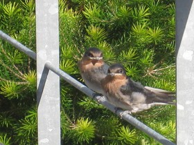 Kaimai Country Lodge