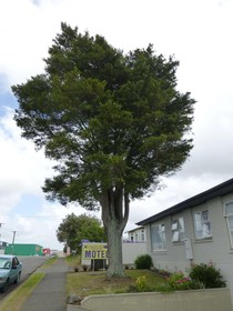 Totara Lodge Motel