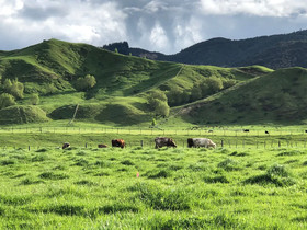 Mohaka River Farm