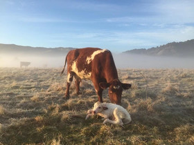 Mohaka River Farm