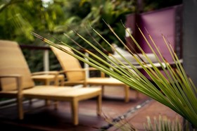 Sanctuary Palms