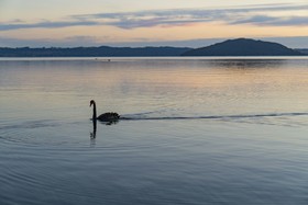 Silver Fern Rotorua Suites & Spa