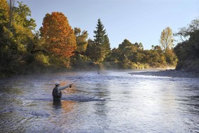 River Birches