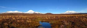 River Birches