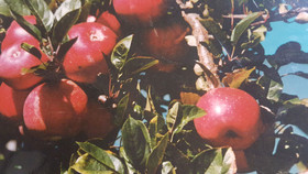 Waitomo Orchard Estate B&B
